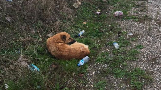 Yaralı Köpeğe İnegöl Belediyesi Sahip Çıktı