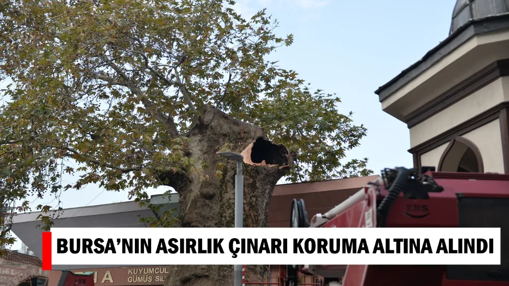  BURSA’NIN ASIRLIK ÇINARI KORUMA ALTINA ALINDI