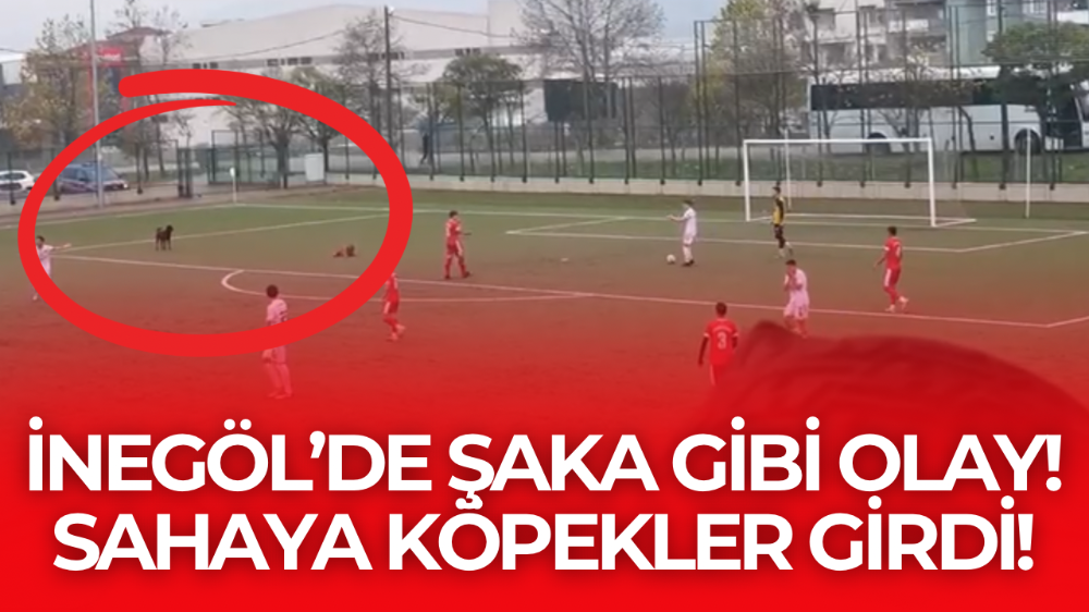 İnegöl’de şaka gibi olay! Sahaya köpekler girdi, maç durdu