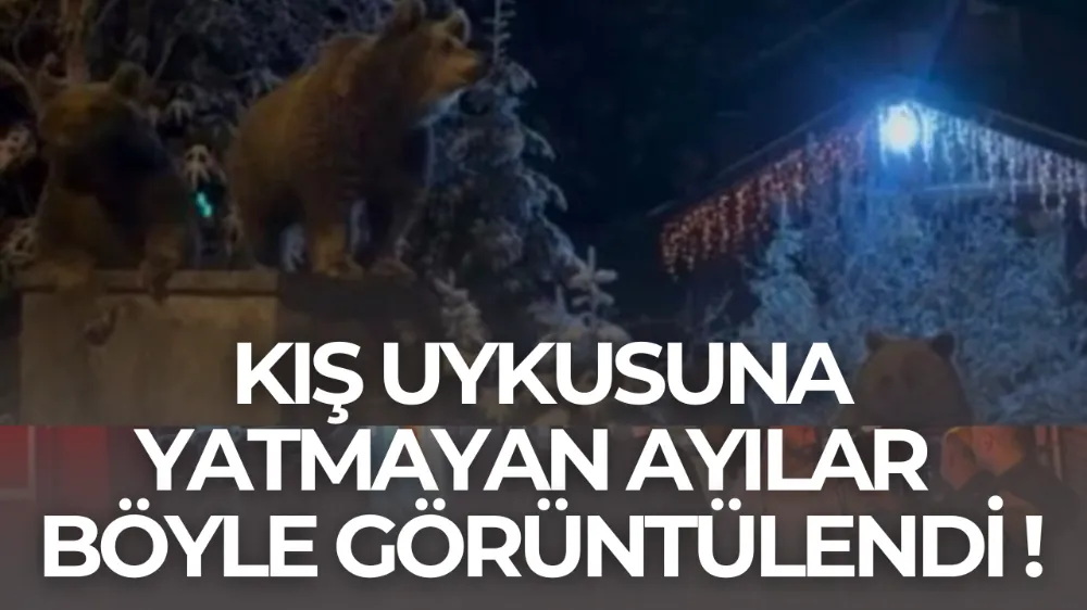 Uludağ’da Ayılar Yerleşim Alanlarına İndi: Anne ve 3 Yavru Ayı Çöp Konteynerini Karıştırdı