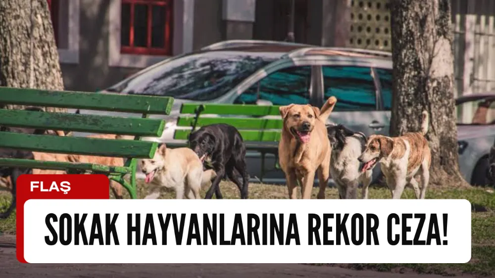 Bakanlıktan Belediyelere Uyarı: Sahipsiz Hayvanlar İçin Para Cezası Uygulanacak