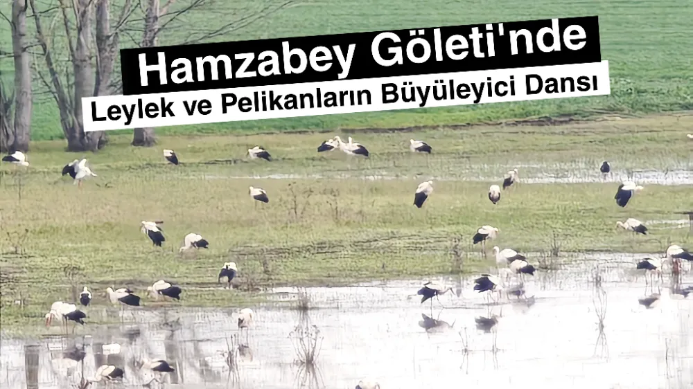 Hamzabey Göleti