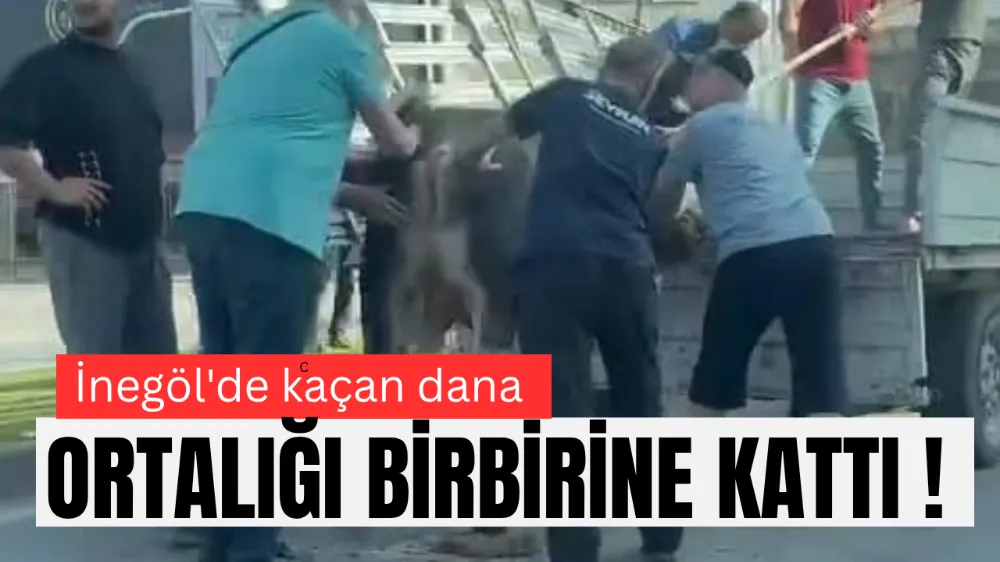 İnegöl’de Kurban Bayramı Klasiği: Kaçan Kurbanlıklar Yine Sokaklarda