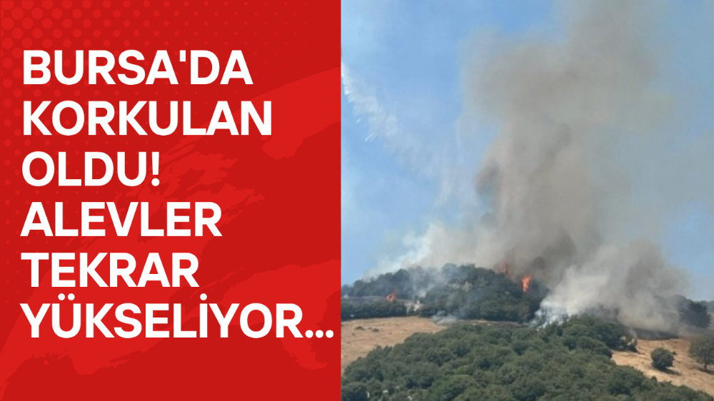 Bursa