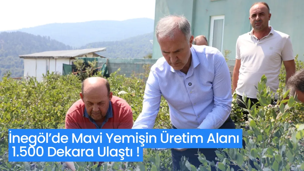 İnegöl’de Mavi Yemişin Üretim Alanı 1.500 Dekara Ulaştı