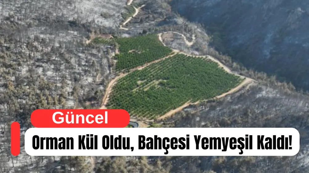 Orman Kül Oldu, Bahçesi Yemyeşil Kaldı!