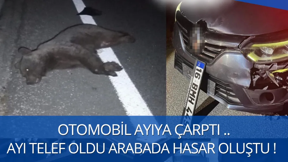 Otomobil Ayıya Çarptı: Ayı Telef Oldu
