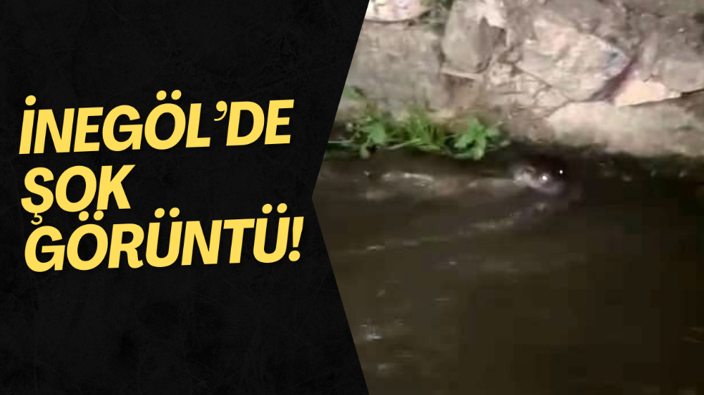 Su samurları sulama kanalında görüntülendi