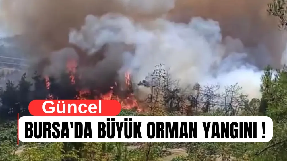 Bursa