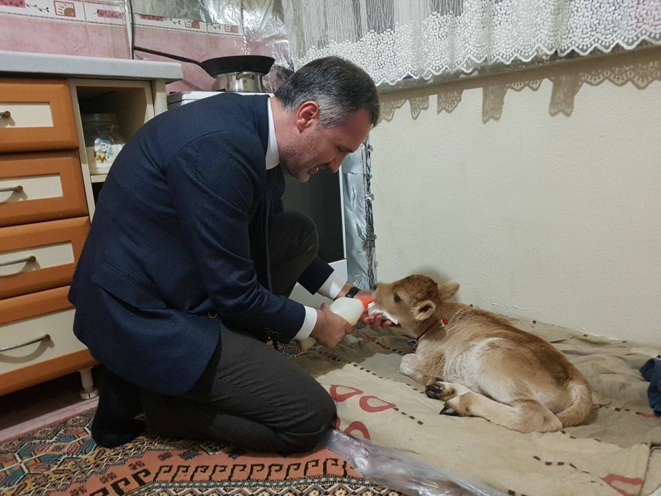 Başkandan Buzağı Ziyareti