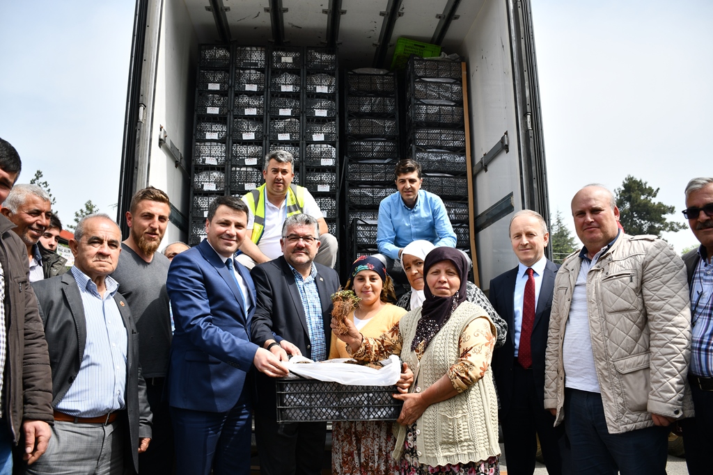 115 Çiftçiye 460 Bin Çilek Fidesi Dağıtıldı