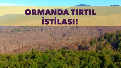 Tırtıllar ormanı kuruttu