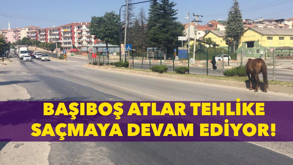 Başı boş atlar tehlike saçıyor
