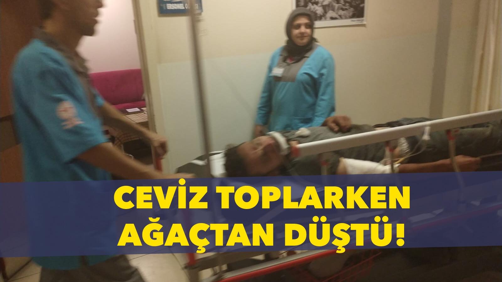 Ceviz toplarken ağır yaralandı