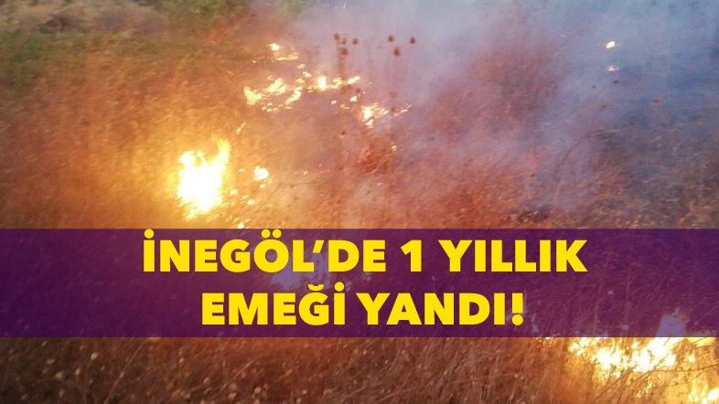 Mısır tarlası alevlere teslim oldu!