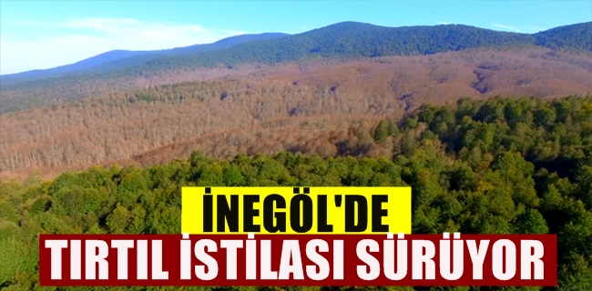 Tırtılların İstilası Sürüyor