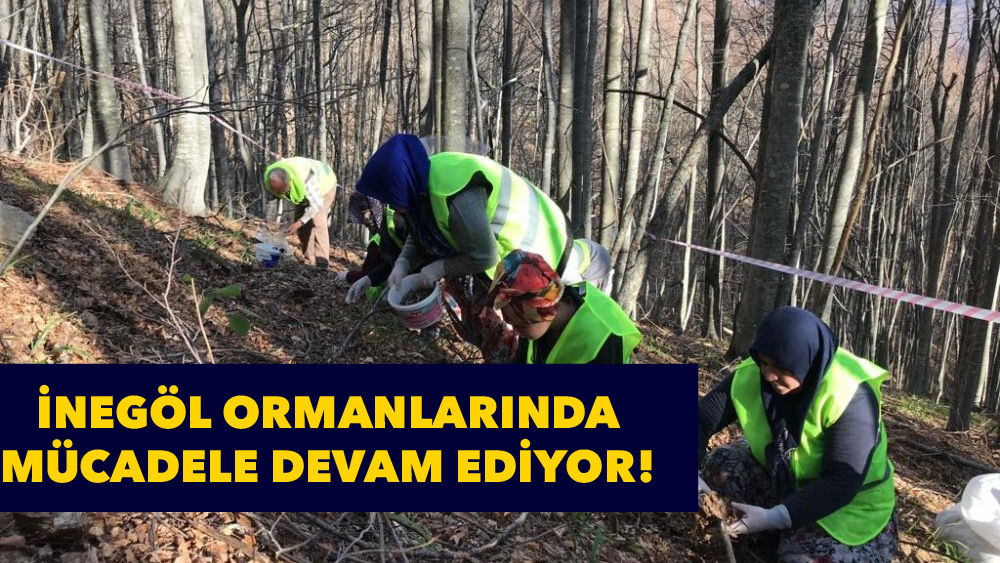 Kayın tırtılı ile mücadele başladı