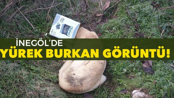Yemek ararken başı teneke sıkıştı!