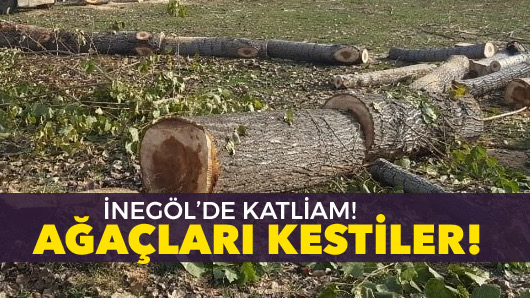 İnegöl’de ağaç katliamı!