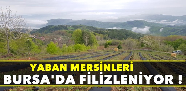Yaban mersinleri Bursa’da filizleniyor