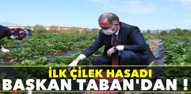 İlk Çilek Hasadını Başkan Taban Yaptı