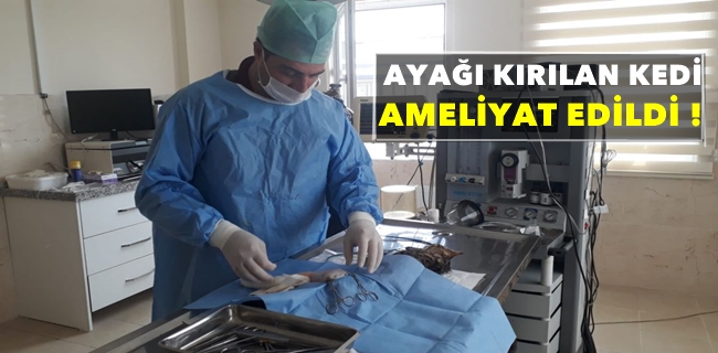 Ayağı Kırılan Kedi Ameliyat Edildi !