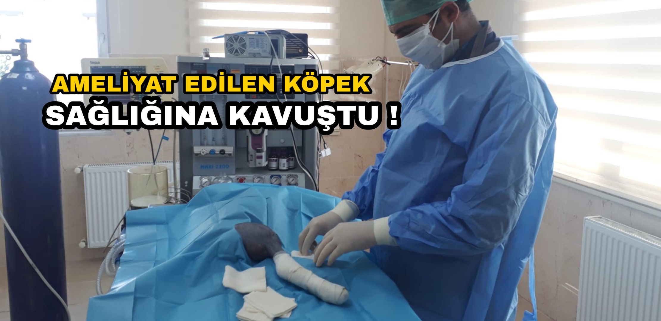 Otomobilin çarptığı köpek ameliyat edildi !