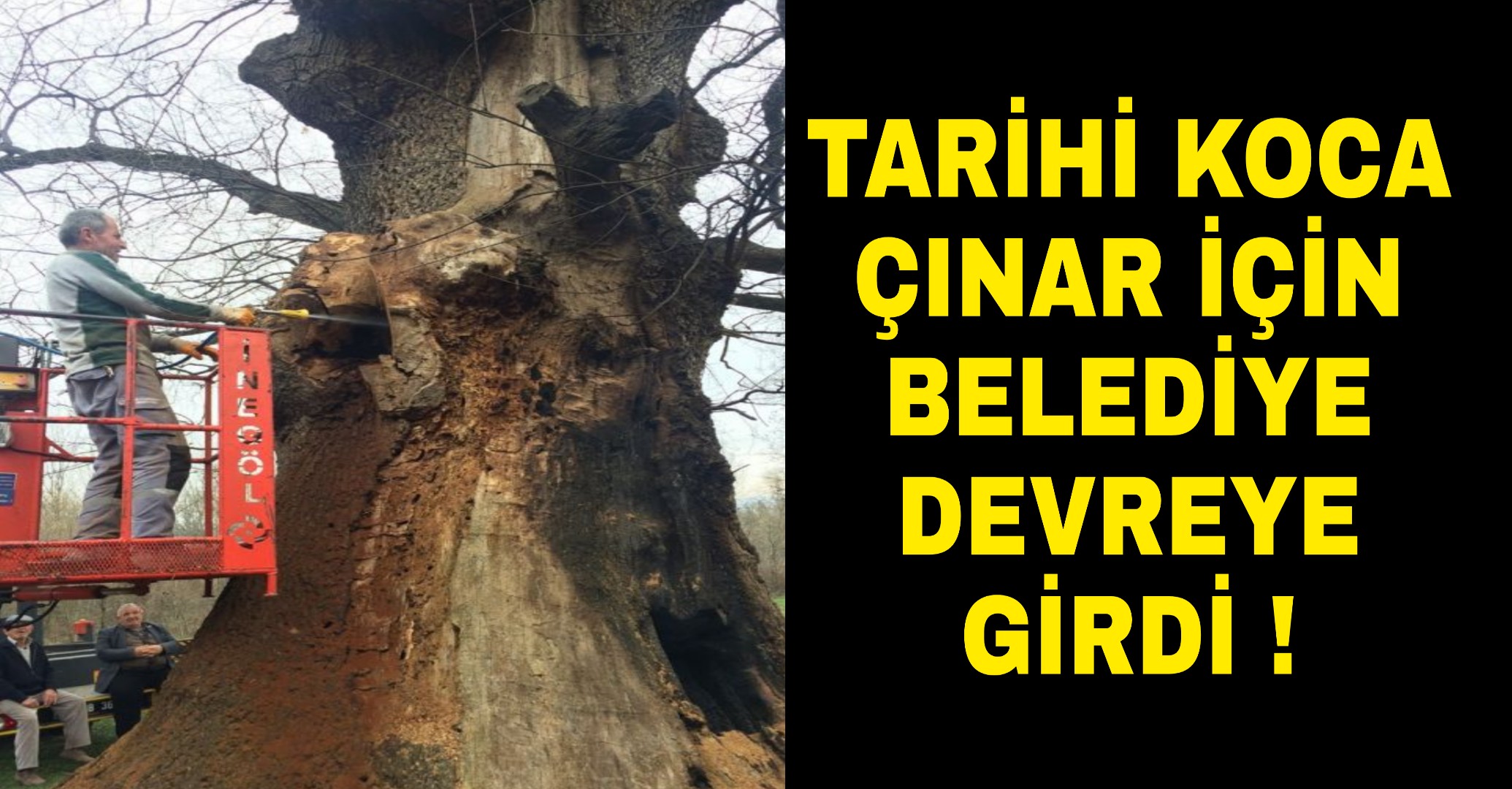 Tarihi koca çınar için Belediye devrede !