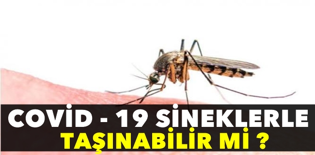 Koronavirüs, böcek ve sineklerle taşınabilir mi?