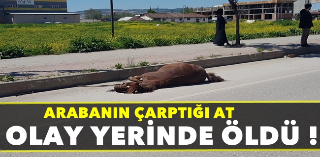 Arabanın çarptığı at telef oldu