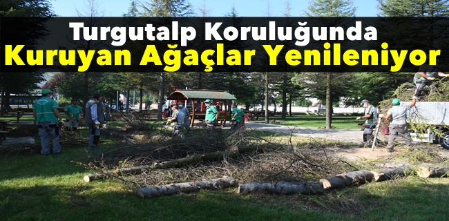 Turgutalp Koruluğunda Kuruyan Ağaçlar Yenileniyor !