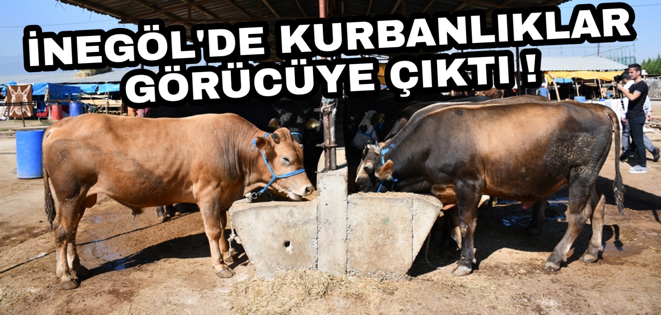 Kurbanlık Fiyatları belli olmaya başladı !