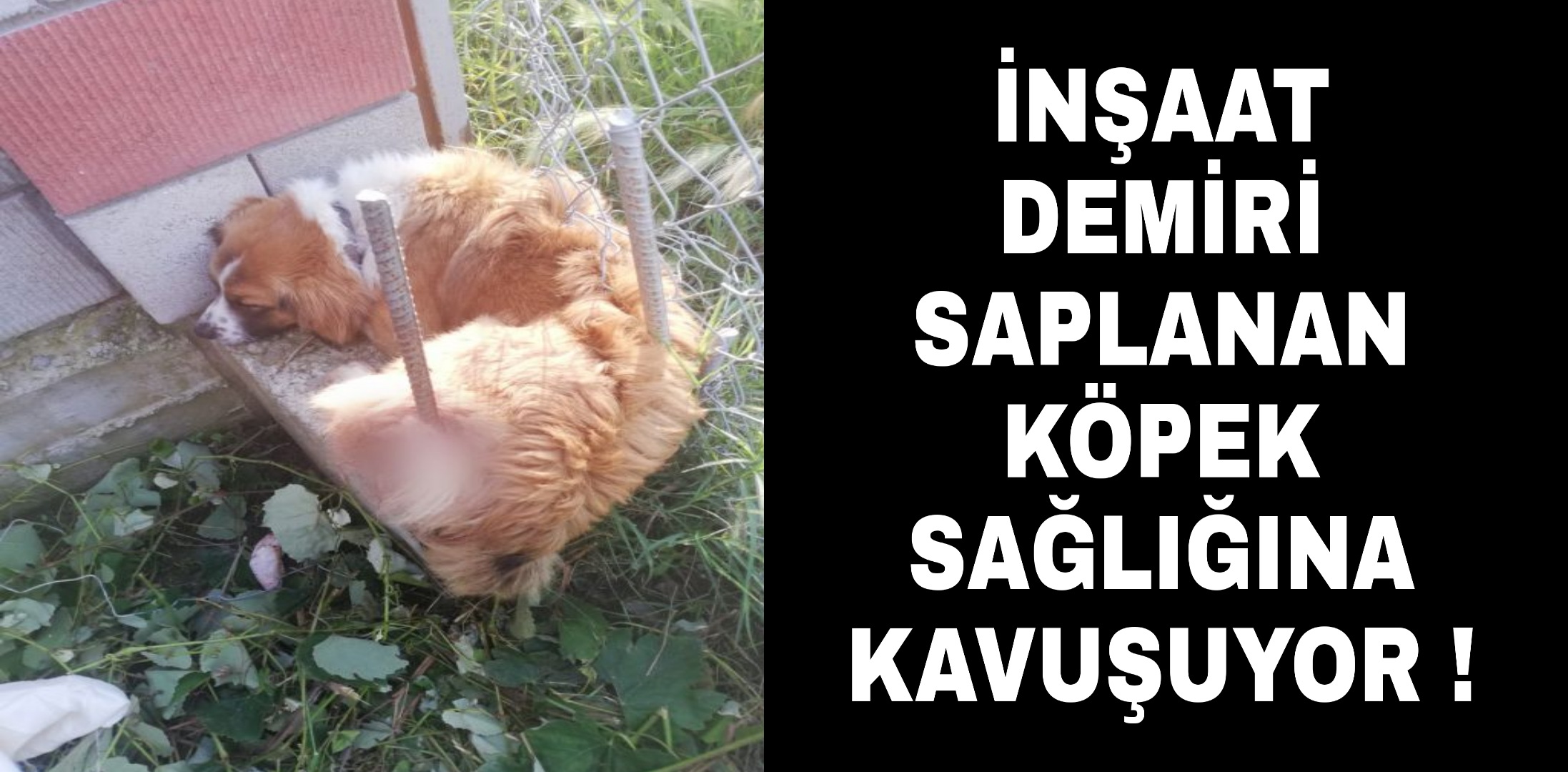 Yaralı Köpek Sağlığına Kavuşuyor !