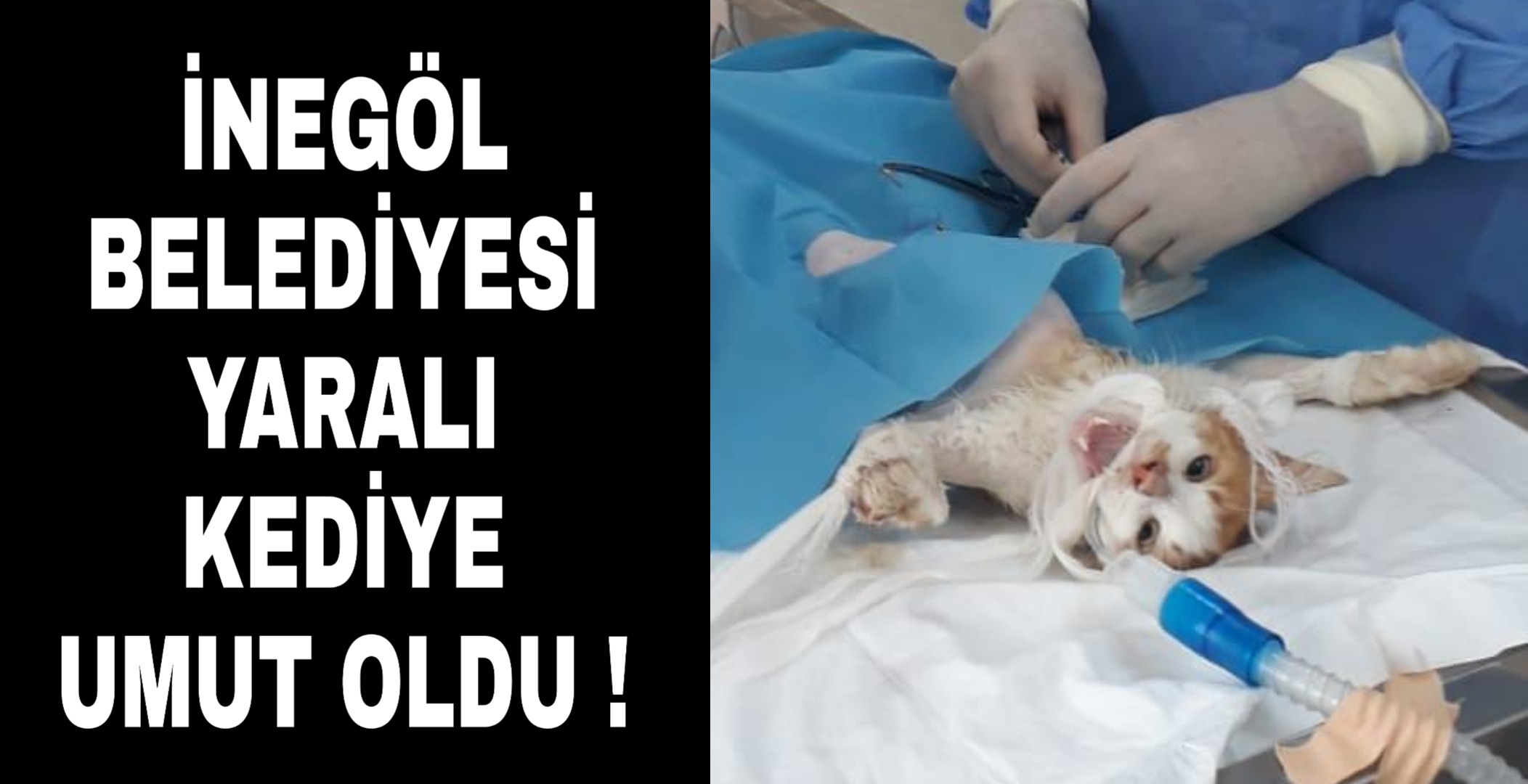 Yaralı kedi sağlığına kavuşuyor !