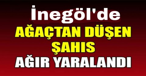 Ağaçtan düşen adam yaralandı !