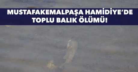 Mustafakemalpaşa’da balık ölümü