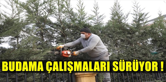Şehrin Dört Bir Yanında Budama Çalışmaları Sürüyor !