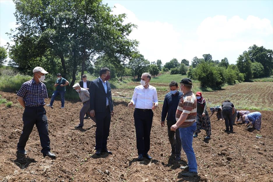 İnegöl’de İlk Ekinezya Ekimi Gerçekleşti !