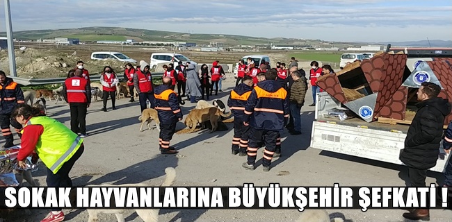 Sokak hayvanlarına Büyükşehir şefkati
