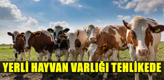 YERLİ HAYVAN VARLIĞI TEHLİKEDE