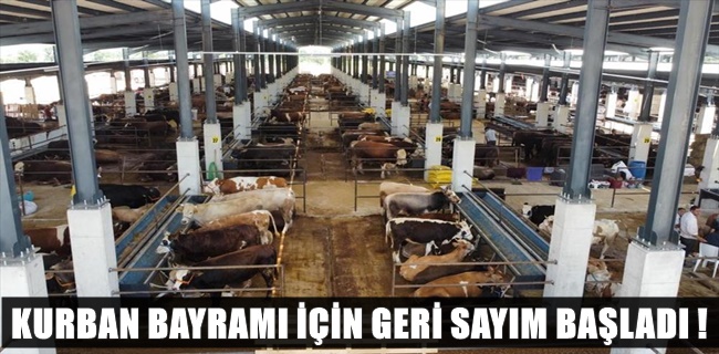 Hayvan Pazarında Kurban Bayramı Hazırlıkları Başladı !