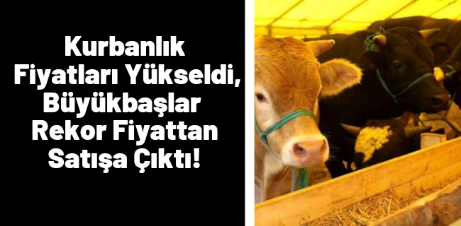 Kurbanlık Fiyatları Yükseldi, Büyükbaşlar Rekor Fiyattan Satışa Çıktı!