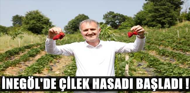 İnegöl’de Çilek Hasadı Başladı