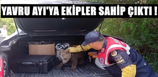 Yavru ayı koruma altına alındı !