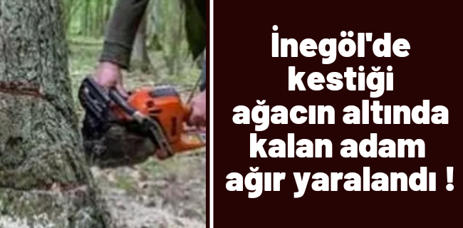 Kestiği ağacın altında kalan adam ağır yaralandı !