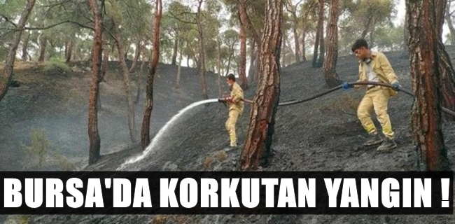 Bursa