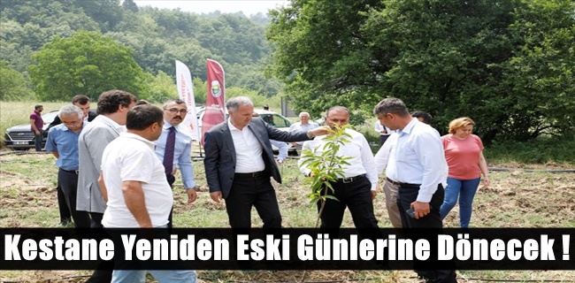 Kestane Yeniden Eski Günlerine Dönecek !