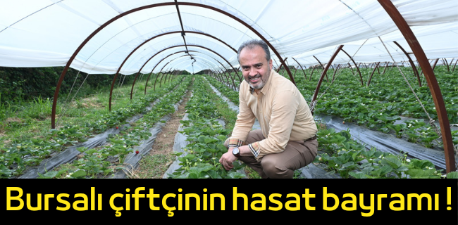 Bursalı çiftçinin hasat bayramı