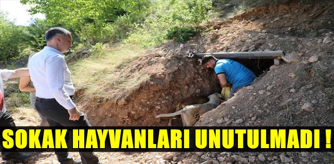Sokak Canlıları İçin Doğal Yaşam Alanları Oluşturuldu