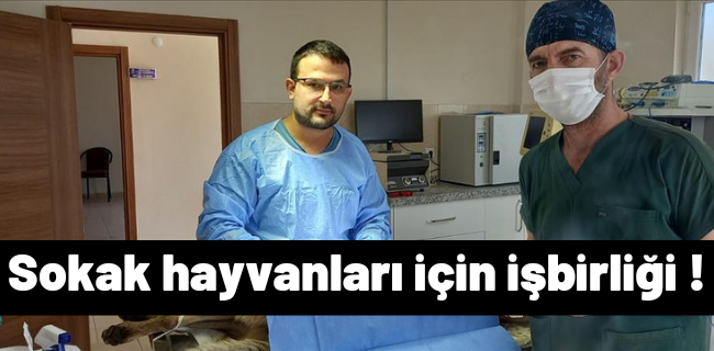 Veteriner Hekimlerle Sokak Hayvanları İçin İş Birliği Yapılıyor